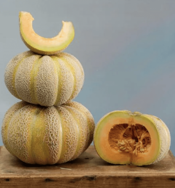Melon - Golden Jenny (3.25" pot)